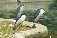 鳥類(조류) 사진 의 적은 歲月(세월) 이었다 - 삼성 Talk 鳥類(조류) 사진 의 적은 歲月(세월) 이었다