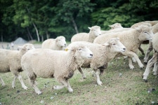 [A7R+55.8za] 박진감 넘치는 양 사진 -0- - 소니 Talk [A7R+55.8za] 박진감 넘치는 양 사진 -0-