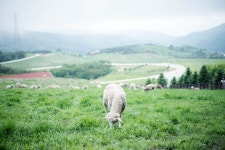 [A7R+55.8za] 박진감 넘치는 양 사진 -0- - 소니 Talk [A7R+55.8za] 박진감 넘치는 양 사진 -0-