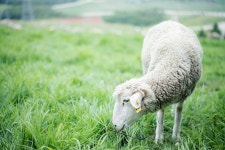 [A7R+55.8za] 박진감 넘치는 양 사진 -0- - 소니 Talk [A7R+55.8za] 박진감 넘치는 양 사진 -0-