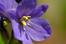 [非소니] 삼양 100마크로 사진들 - 소니 Talk [非소니] 삼양 100마크로 사진들