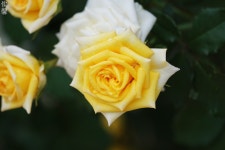 [a77ii+70300G] 올팍 장미농원의 꽃들 - 소니 Talk [a77ii+70300G] 올팍 장미농원의 꽃들