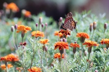 [A7 + Hexanon UC 80-200 F4] 꽃과 나비 - 소니 Talk [A7 + Hexanon UC 80-200 F4] 꽃과 나비