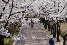 [QX1] 어린이대공원 벚곷 - 소니 Talk [QX1] 어린이대공원 벚&#44279;