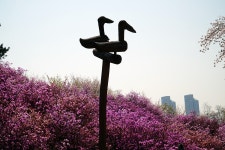 [QX1] 부천 진달래 동산 - 소니 Talk [QX1] 부천 진달래 동산