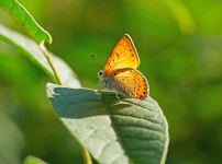 주홍부전나비 - 소니 Talk 주홍부전나비