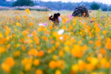 가을도 끝났고 이젠 뭘 찍어야........지난 10월의 금호강 하중도. - 소니 Talk 가을도 끝났고 이젠 뭘 찍어야........지난 10월의 금호강 하중도.