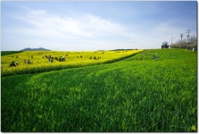 [a7r2] 전북 고창, 청보리 밭(학원 농장) - 소니 Talk [a7r2] 전북 고창, 청보리 밭(학원 농장)