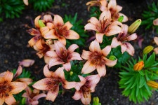 [a7r2+24-70gm] 태안 튤립축제 다녀왔습니다 - 소니 Talk [a7r2+24-70gm] 태안 튤립축제 다녀왔습니다