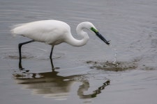 [a6500 + ef500mm f4L] 이번에는 사냥 성공! (백로) - 소니 Talk [a6500 + ef500mm f4L] 이번에는 사냥 성공! (백로)