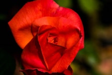 대구 이곡동 장미 공원....... 장미는 이제 끝물이지 말입니다~ - 소니 Talk 대구 이곡동 장미 공원....... 장미는 이제 끝물이지 말입니다~