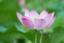 [타기종] 궁남지 연꽃 망원으로 보기 - 소니 Talk [타기종] 궁남지 연꽃 망원으로 보기