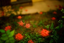 [A7R2/SEL28F20/삼양AF50] 길상사 꽃무릇 - 소니 Talk [A7R2/SEL28F20/삼양AF50] 길상사 꽃무릇