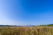 [a7m2] 내년에나 볼 수 있는 하중도 코스모스 - 소니 Talk [a7m2] 내년에나 볼 수 있는 하중도 코스모스