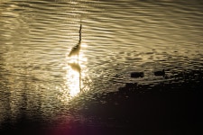 a77 ) 백로의 호수~~..*^^* - 팝코넷 | 베스트 게시판 a77 ) 백로의 호수~~..*^^*