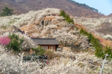 [Mavic Air] 광양 청매실농원/매화마을 두번째 여행! - 팝코넷 | 베스트 게시판 [Mavic Air] 광양 청매실농원/매화마을  두번째 여행!