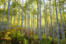 a7m3)원대리 자작나무숲에서 (12장) - 팝코넷 | 베스트 게시판 a7m3)원대리 자작나무숲에서 (12장)