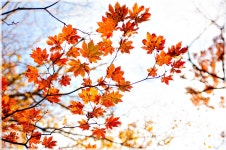 [A55+SGM1770] 가을의 끝자락에서 - 팝코넷 | 베스트 게시판 [A55+SGM1770] 가을의 끝자락에서