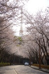 [A7M3] 황령산 벚꽃길 - 소니 Talk [A7M3] 황령산 벚꽃길