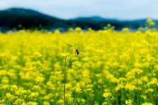 대구 금호강 하중도 유채꽃밭입니다..... - 소니 Talk 대구 금호강 하중도 유채꽃밭입니다.....