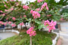 [Z6 + 탐론 17-28mm] 집 앞에 핀 배롱나무꽃 - 소니 Talk [Z6 + 탐론 17-28mm] 집 앞에 핀 배롱나무꽃
