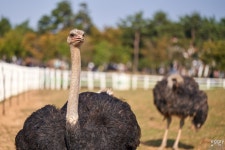 [a7R III] 안성 팜랜드 - 팝코넷 | 팝게&톡 이슈게시판 [a7R III] 안성 팜랜드