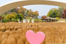 [A7R4, Z6, 1635GM, 70200GM] 용인 농촌테마파크 - 소니 Talk [A7R4, Z6, 1635GM, 70200GM] 용인 농촌테마파크