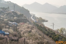 [A7r4+2875] 기차가 있는 매화 풍경 - 소니 Talk [A7r4+2875] 기차가 있는 매화 풍경