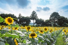 제주도 여행 7일차 (선흘의자동굴, 김경숙해바라기농장, 서부두방파제... 여행 7일차 (선흘의자동굴, 김경숙해바라기농장, 서부두방파제 일몰)
