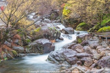 [A7R4, GFX50S2] 구례 산수유 마을 - 팝코넷 | 팝게&톡 이슈게시판 [A7R4, GFX50S2] 구례 산수유 마을