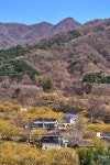 [a7R IV] 구례 산수유 마을 - 소니 Talk [a7R IV] 구례 산수유 마을