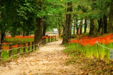 김천 직지사 꽃무릇입니다. - 소니 Talk 김천 직지사 꽃무릇입니다.