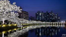 [a1] 김천 연화지 벚꽃 - 소니 Talk [a1] 김천 연화지 벚꽃