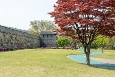 a7r3 fe24-105) 수원 장안공원의 봄.. - 소니 Talk a7r3 fe24-105) 수원 장안공원의 봄..
