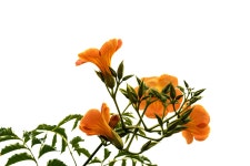 이제 능소화가 피는군요...... - 소니 Talk 이제 능소화가 피는군요......