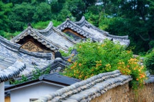 능소화가 피었읍니다..... - 소니 Talk 능소화가 피었읍니다.....