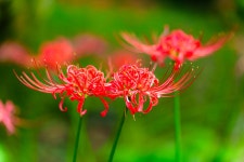 꽃무릇..... - 소니 Talk 꽃무릇.....