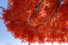 가을이면 카메라가 고생합니다..^^ - 소니 Talk 가을이면 카메라가 고생합니다..^^