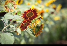 Lyman Orchards Farm ( Sunflower maze) - 해외 Talk Lyman Orchards Farm ( Sunflower maze)