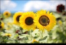 Lyman Orchards Farm ( Sunflower maze) - 해외 Talk Lyman Orchards Farm ( Sunflower maze)