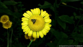 원주여행~허브팜 Yellow테마 - 팝코넷 | 모바일 갤러리 원주여행~허브팜 Yellow테마