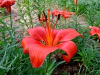 금강자연휴양림 다녀왔어요...2 - 팝코넷 | 포토 갤러리 금강자연휴양림 다녀왔어요...2