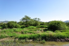 5월의 화포천 - 팝코넷 | 포토 갤러리 5월의 화포천