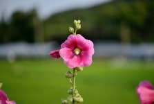 접시꽃 - 팝코넷 | 포토 갤러리 접시꽃