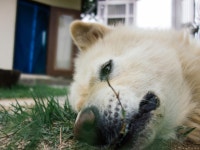 우리집 멍뭉이 테니~ - 팝코넷 | 포토 갤러리 우리집 멍뭉이 테니~