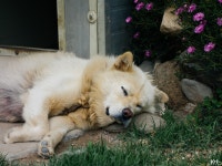 우리집 멍뭉이 테니~ - 팝코넷 | 포토 갤러리 우리집 멍뭉이 테니~