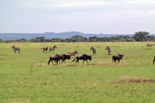 사자가 배부르면 세렝게티초원은 평화를 되찾습니다. - 팝코넷 | 포토 갤러리 사자가 배부르면 세렝게티초원은 평화를 되찾습니다.