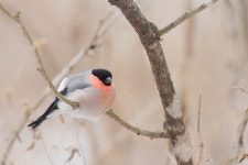 멋쟁이새 - 팝코넷 | 포토 갤러리 멋쟁이새