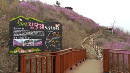 천주산 진달래 - 팝코넷 | 포토 갤러리 천주산 진달래