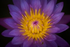 회산 백련지의 수련. - 팝코넷 | 포토 갤러리 회산 백련지의 수련.